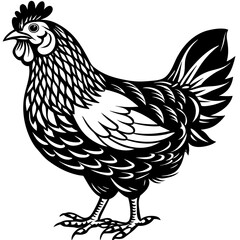    chicken vector illustration
