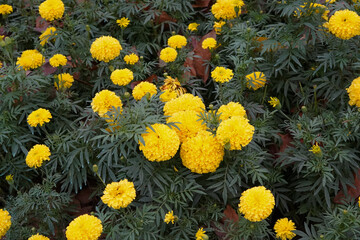 yellow flowers in the garden - obrazy, fototapety, plakaty