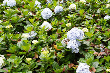 Naklejka premium white flowers in the garden
