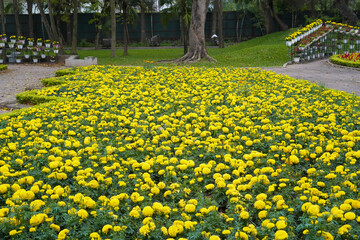 yellow flowers in the park - obrazy, fototapety, plakaty