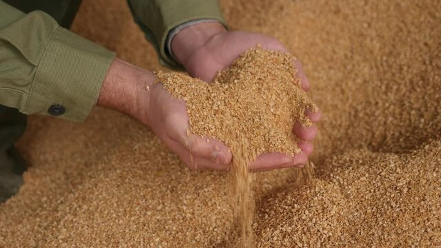  hands holding animal feed soybean husks at a stock yard. High quality 4k footage