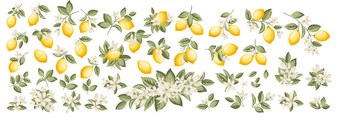 Set of different lemon branches on white background