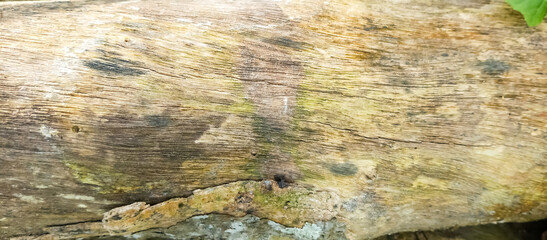 The texture of the bark