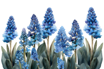 Blue grape hyacinths isolated on a transparent background