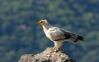 Egyptian vulture in natural habitat in Bulgaria