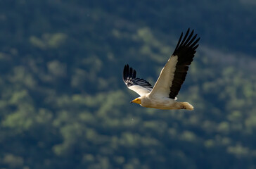 Egyptian vulture in natural habitat in Bulgaria