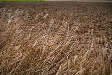 Plantas y flores en el campo por la mañana. Flores plantas silvestres y amapolas. explosión de flores y plantas en primavera en españa