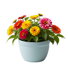 Zinnia Flower in PNG format with transparent background