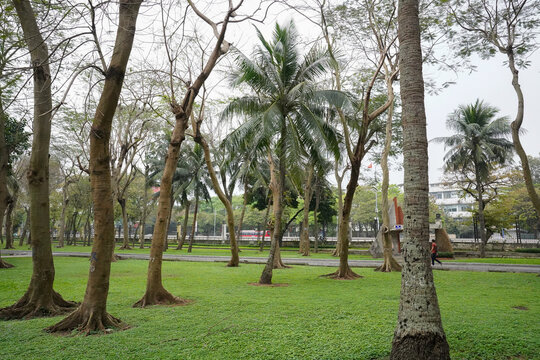 Fototapeta trees in the park