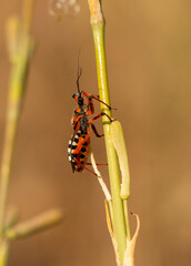Thread-legged bug (Rhynocoris iracundus) in natural habitat