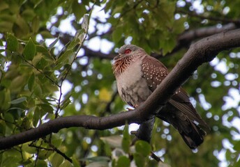 A speckled pigeon resting in a tree on a cool day in an urban garden in South Africa
