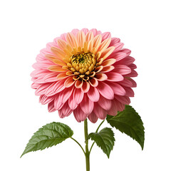 Zinnia Flower in PNG format with transparent background