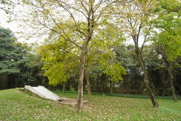 Obraz premium trees in the park