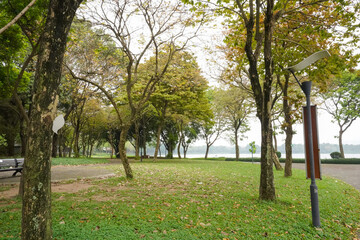 trees and lake