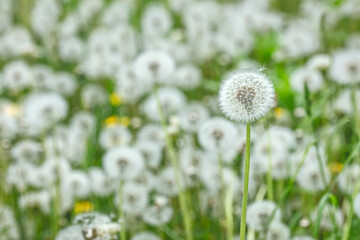 dandelion seed head on blurry background of white dandelions meadow. - 779367114