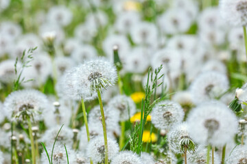 spring background with white dandelions. soft selective focus. - 779367170
