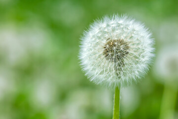 fluffy white dandelion on green grass background. blow-ball closeup.
