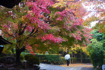 日本の京都右京区にある龍安寺境内の雨の日の美しい紅葉