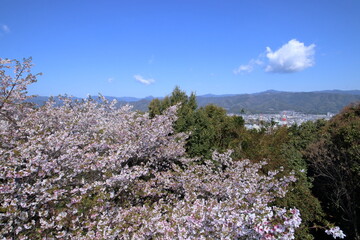 筆山　展望台からの眺望　春　（高知県　高知市）