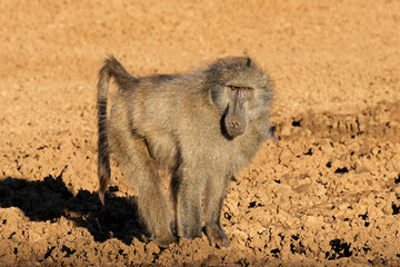 A male chacma baboon (Papio ursinus) in natural habitat, Mokala National Park, South Africa.