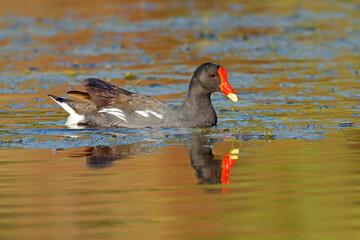A common moorhen (Gallinula chloropus) swimming in a pond, South Africa.