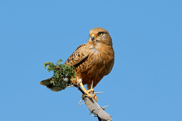 A greater kestrel (Falco rupicoloides) perched on a branch against a blue sky, South Africa.