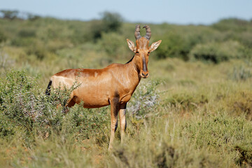 A red hartebeest (Alcelaphus buselaphus) in natural habitat, Mokala National Park, South Africa.