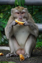 Macaca fascicularis (Monyet kra, kera ekor panjang, monyet ekor panjang, long-tailed macaque, monyet pemakan kepiting, crab-eating monkey) on the tree. - obrazy, fototapety, plakaty