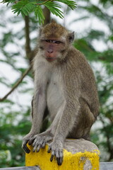 Macaca fascicularis (Monyet kra, kera ekor panjang, monyet ekor panjang, long-tailed macaque, monyet pemakan kepiting, crab-eating monkey) on the tree.
