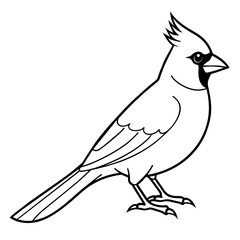 cardinal line art vector