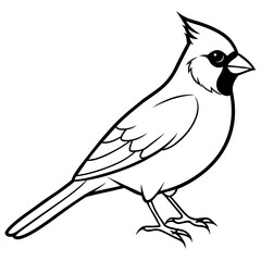 cardinal line art vector