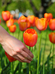 hand of woman picking the orange tulip which is the symbolic color of Holland