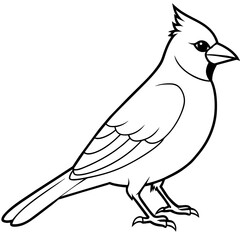 cardinal line art vector