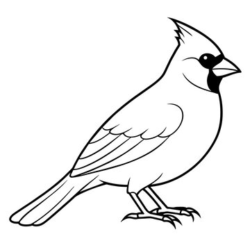 recommend clip art: cardinal line art vector