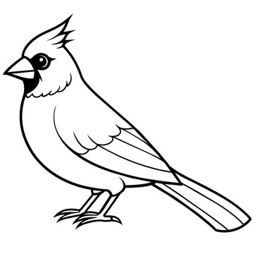 recommend clip art: cardinal line art vector