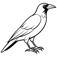 crow line art vector