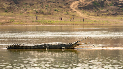 Gavial Indian - Gavialis gangeticus in nature. Crocodile with open mouth relax in water.