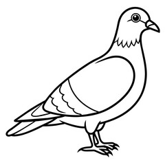 pigeon line art vector