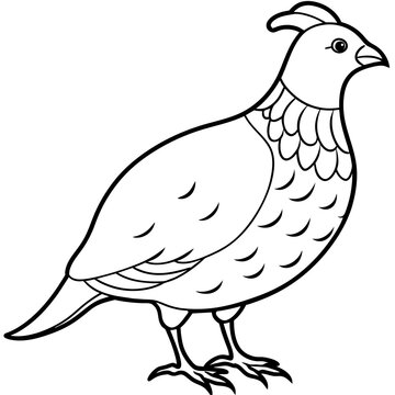 recommend clip art: quail line art vector