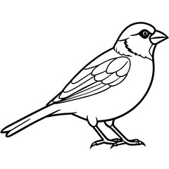 sparrow line art vector