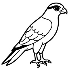 sparrowhawk line art vector