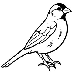 sparrow line art vector