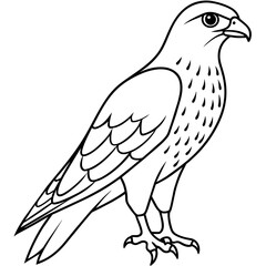 sparrowhawk line art vector