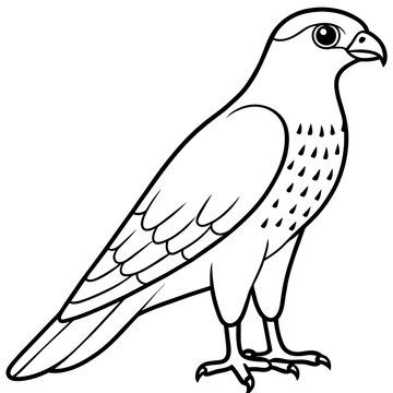 recommend clip art: sparrowhawk line art vector