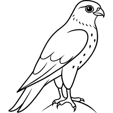 recommend clip art: sparrowhawk line art vector