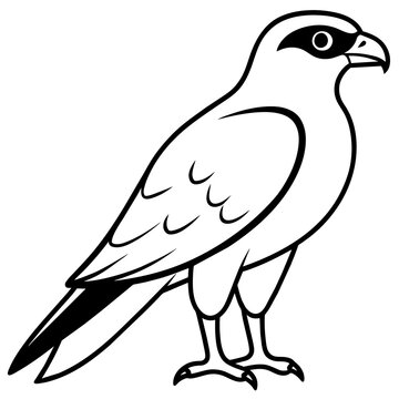 recommend clip art: sparrowhawk line art vector