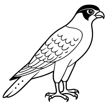 recommend clip art: sparrowhawk line art vector