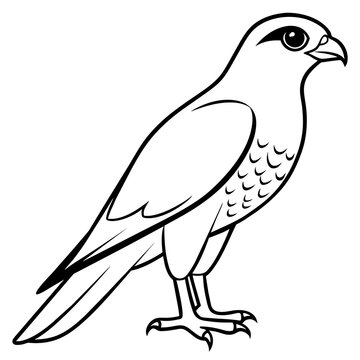 recommend clip art: sparrowhawk line art vector