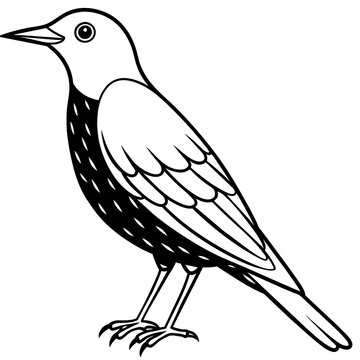 recommend clip art: starling line art vector