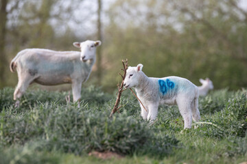 lambs in the meadow 